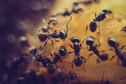 Ant pest control in Barrow-in-Furness