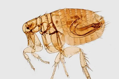 Flea pest control in Barrow-in-Furness
