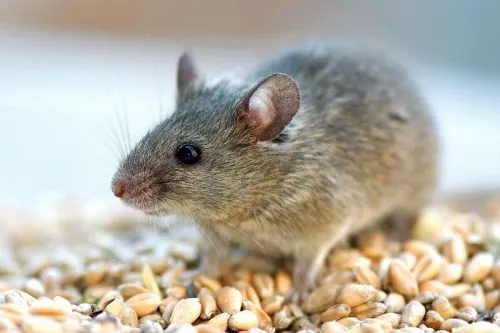 Mice pest control in Barrow-in-Furness