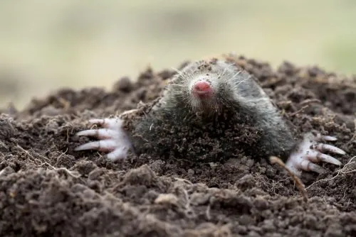 Mole control in Barrow-in-Furness