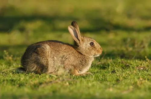 Rabbit control in Barrow-in-Furness