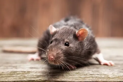Rat pest control in Barrow-in-Furness