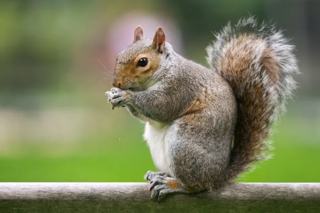 Squirrel control in Barrow-in-Furness