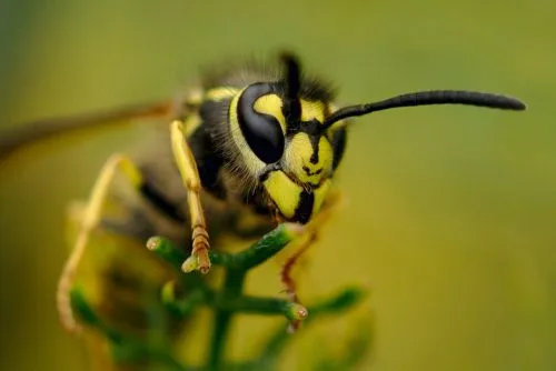 Wasp nest removal in Barrow-in-Furness