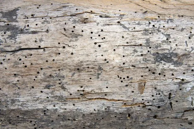 Woodworm treatment in Barrow-in-Furness
